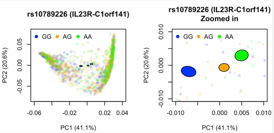 Two PCA scatterplots for SNP rs10789226 (IL23R–C1orf141). Points are colored by genotype (GG, AG, AA). The left panel shows all samples with a curved distribution, while the right zoom highlights genotype-specific cluster centers separating along PC1.